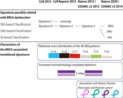 Molecular Trajectory of BRCA1 and BRCA2 Mutations